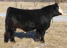 He is a full brother to our top selling bull two years ago that went to our good friends at Sandeen Genetics for $9,000. We saw this bull last fall and he is outstanding.