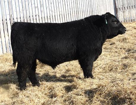 846 2.9 69 112 25 A stunning Herd sire prospect here with off the charts performance and EPD profile.