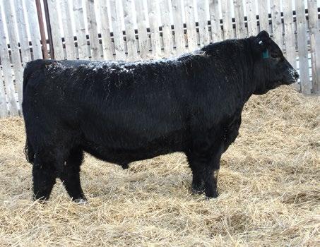 BLACKBIRD 23H 84 SPRUCE VIEW INTERNATIONAL 178E 758 4 41 63 24 A dominating International bull with amazing bone, muscle and sheer pounds.