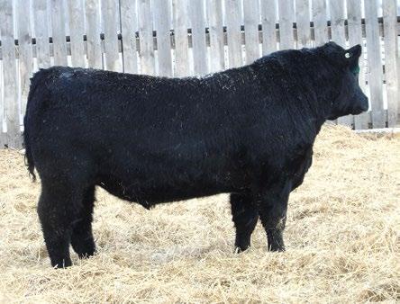 ANGUS ACRES HEADS UP 121H SPRUCE VIEW BLUEBIRD LASS 109J 82 607 1.2 31 55 13 A sleep easy calving ease bull by SAV Pedigree. A smooth shouldered bull that should get the job done.