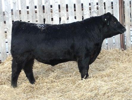 8 41 79 12 A calving ease Currency son that is built very well. Again, a nice moderate frame lots of hair and excellent disposition.