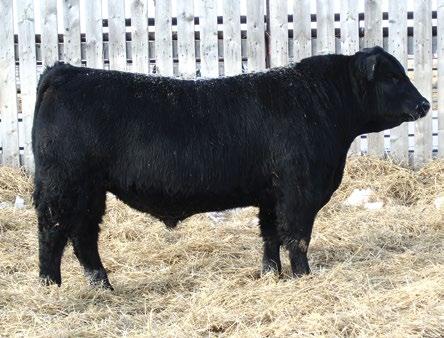 BLACKMAN 7 00 SPRUCE VIEW JESTRESS 61F 90 787 4.5 51 85 18 44 A big rugged built, dominating performance bull, bred to grow and produce calves that will do the same.