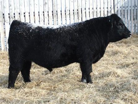 9 30 A perfect blend of power and performance with maternal goodness to boot. Note the solid performance on this bull and he quickly becomes one that would fit on your short list.