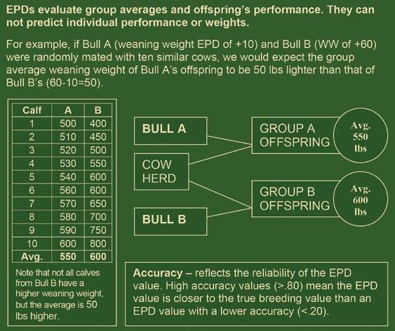 Expected Progeny Differences (EPDs) are genetic predictions producers can use when making selection decisions. These values are available on performance animals from breed associations.