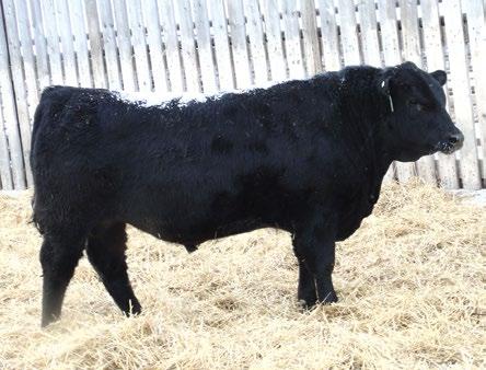 to like about this low birthweight Discovery herd sire prospect, a wide based performance bull with tremendous hip and great extension throughout.