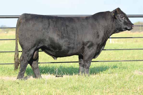 BULLS lot 8 MAGS WINON MAGS Y SO TANGLED MAGS UNTANGLE MCBN YASIR 125Y MCBN BALLERINA 430B LVLS MISS OBJECTIVE 2203Z MCBN Dead Lock 615D Lim-Flex [54] Bull DP / DB 02.13.