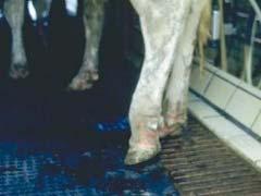 Lameness Is a Good Example of a Major Critical Control Point