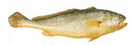 Distribution N N 38 38 36 36 34 Spring 34 unit kg/h 32 30 118 Corresponding months, small yellow croaker in YS migrated northward. 0-0.5 0.5-5 5-10 10-20 20-60 60-200 32 2001.
