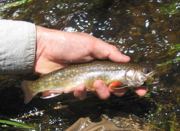 The upper Nottawasaga River supports robust populations of wild native brook trout (Photo 1) in headwater reaches upstream from natural barriers to fish migration which restrict upstream movements of