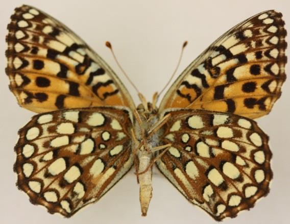 (heavier on females), black scaling on veins and base of wings.