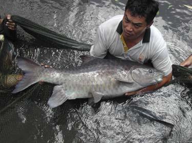 Asian aquaculture: how has it reached this level?