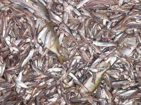 the Asia- Pacific region Fish as Feed Used for Human Food Production Pet Food