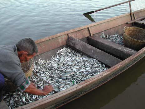Trash fish usage in Asian aquaculture Trash fish used mostly due to: Farmer perception that it is more effective Pellet feeds more costlier Ignores the fact that CE 8-16:1 with trash fish 1.5 to 1.