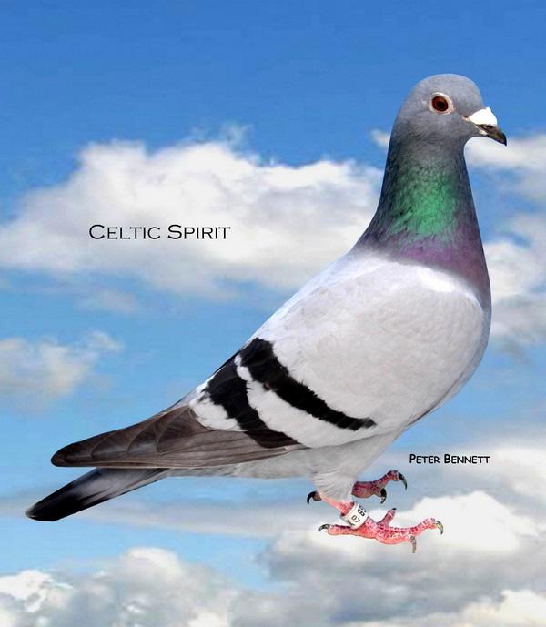 CELTIC SPIRIT 1 ST Federation, 1 ST Open London N.R. Combine, 1 st Section 7, 14 th open N.