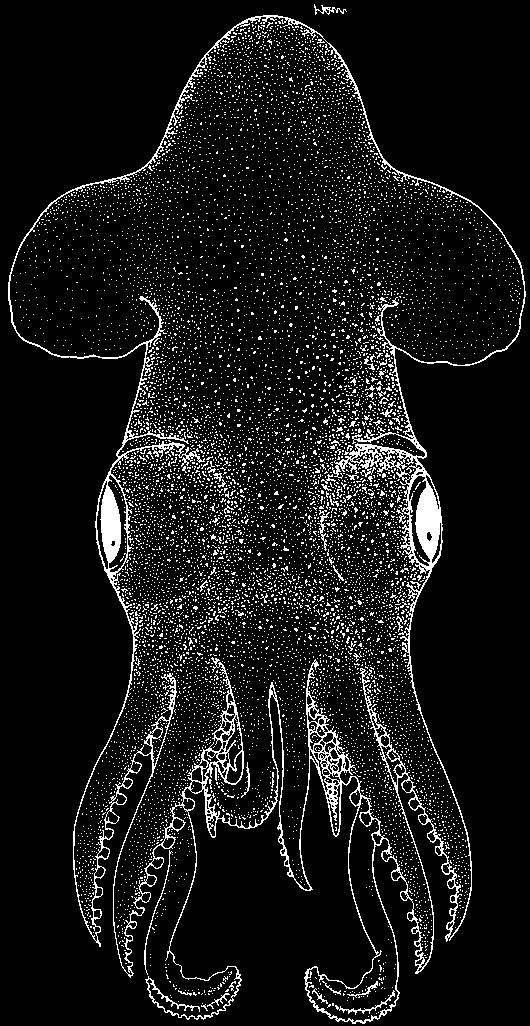 Cephalopods of the World 169 Sepiola trirostrata Voss, 1962 Fig. 245 Sepiola trirostrata Voss, 1962a, Proceedings of the Biological Society of Washington, 75: 172 [type locality: Philippines].