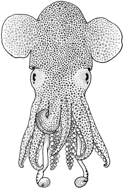 Cephalopods of the World 173 Euprymna tasmanica (Pfeffer, 1884) Fig.