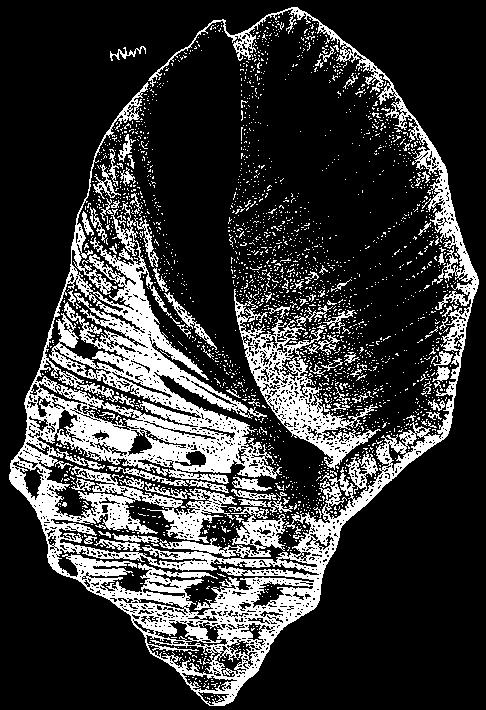 Muricidae 567 Purpura panama (Röding, 1798) Frequent synonyms / misidentifications: Purpura rudolphi Lamarck, 1822; Thais rudolphi (Lamarck, 1822) / None.