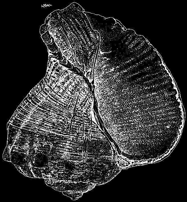 568 Gastropods Rapana rapiformis (Born, 1778) Frequent synonyms / misidentifications: Rapana bulbosa (Lightfoot, 1786) / None. En - Turnish shaped rapa; Fr - Rapane bulbeuse.