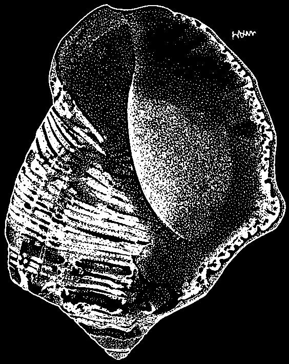 570 Gastropods Thais bufo (Lamarck, 1822) Frequent synonyms / misidentifications: Mancinella bufo (Lamarck, 1822); Purpura bufo (Lamarck, 1822) /