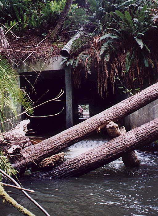 Overall condition: Good, although large debris jam present when visited. The divider wall limits the size of woody debris that may pass through culvert.
