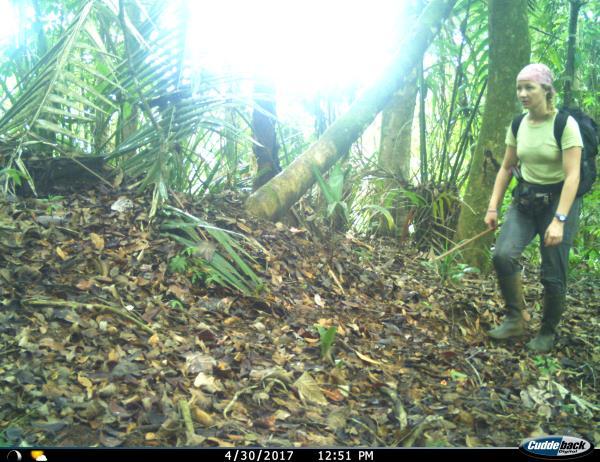 During the fourth season of the camera trapping survey, we captured many rare species such as jaguars,