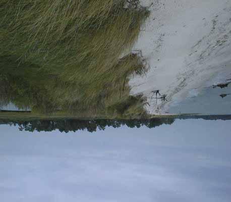 Type: Natural 8. Shoreline Direction of Face: Northeast 9. Nearshore Gradient: 1, to3, ft (Offshore bars & SAV)) 1. Morphologic Setting: Dune Field<5 ft Alongshore/ Shallow Bay 11.