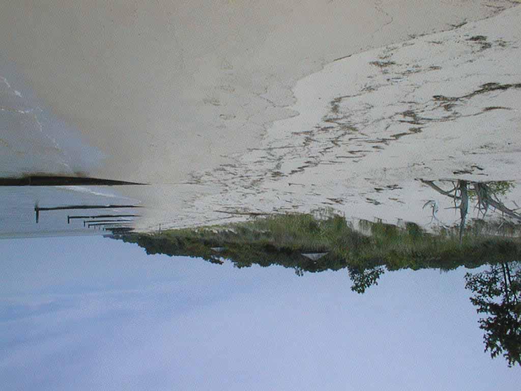15 1 5 24 JUN 1999 Secondary Dune Crest -5-1 1 2 3 NL 59 24 Jun 1999 NORTHUMBERLAND COUNTY DUNE SITE 59 Looking downriver.