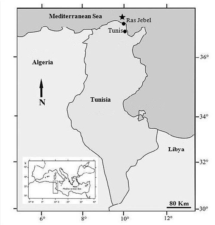 INRODUCTION The cuckoo wrasse Labrus mixtus Linnaeus 1758 is widely and continuously distributed throughout the eastern Atlantic from Norway to the Gibraltar Strait (Quignard & Pras, 1986; Quéro et
