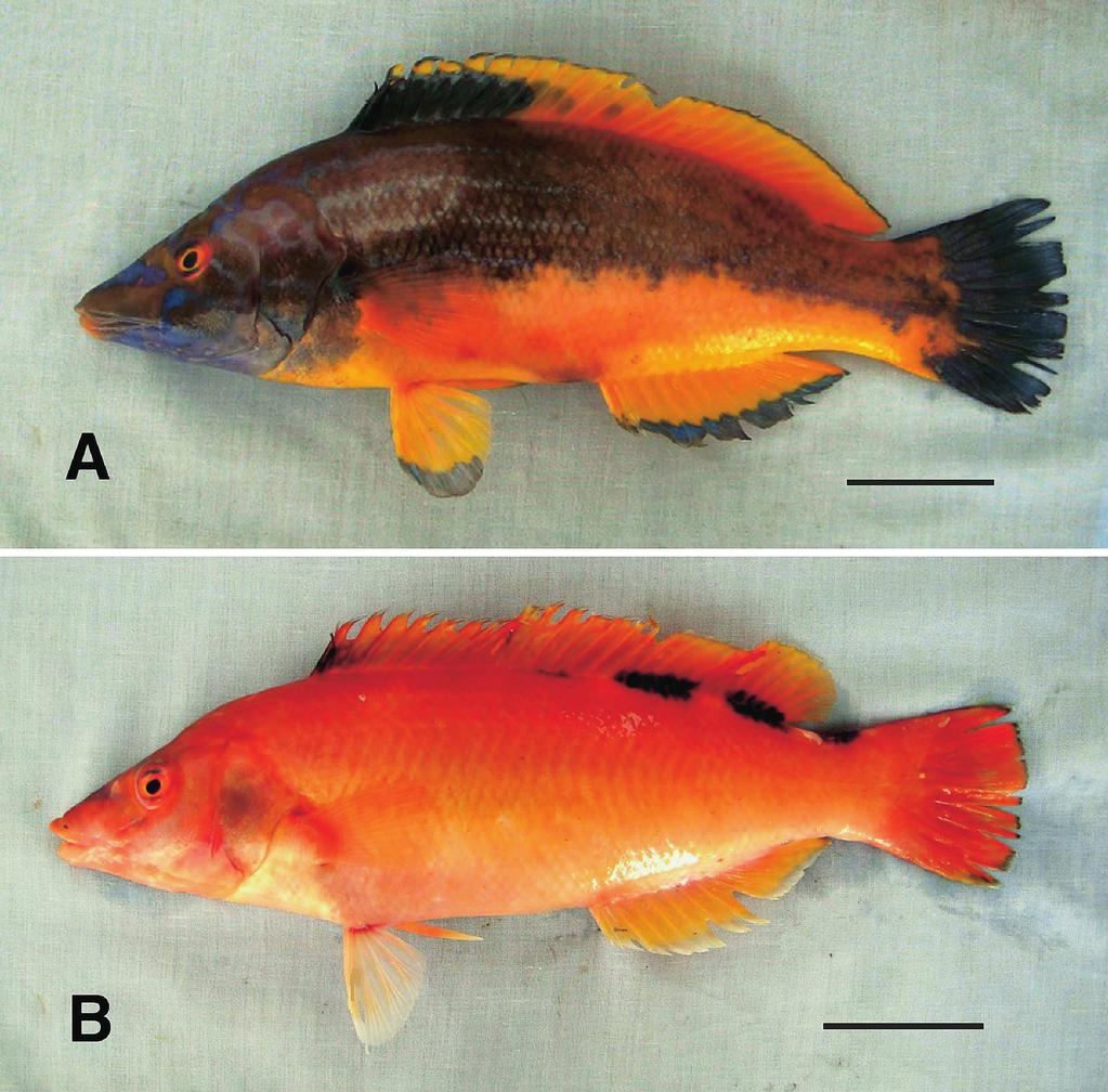 Fig. 2: Labrus mixtus. (A) Male specimen, (B) female specimen. For both specimens, scale bar = 50 mm. Sl. 2: Vrsta Labrus mixtus. (A) Moški primerek, (B) ženski primerek.