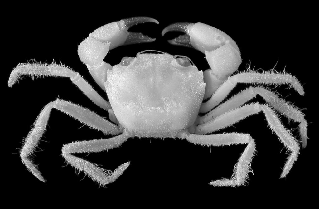 Revision of Goneplacinae (Crustacea, Brachyura) Fig. 7. Carcinoplax tuberosa n. sp.