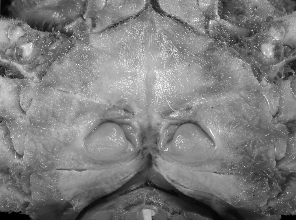 Revision of Goneplacinae (Crustacea, Brachyura) Fig. 11. Entricoplax vestita (de Haan, 1833) n. comb.,, cl 28.8 mm, cw 38.8 mm, Miyako Bay, Japan, 15-20 m (CBM-ZC 1690), thoracic sternum and vulva.