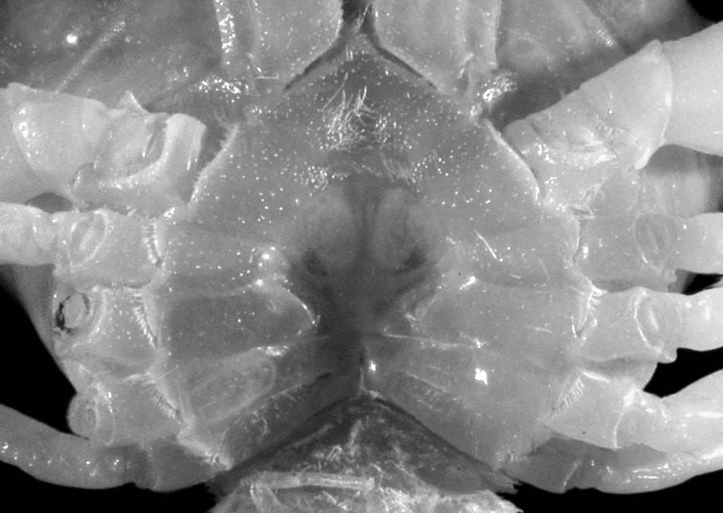 Castro P. Fig. 12. Menoplax longispinosa (Chen, 1984) n. comb.,, cl 10.0 mm, cw 13.7 mm, Chesterfield Is, MUSORSTOM 5, stn CP 324, 970 m (MNHN-B 30055), thoracic sternum and vulva.
