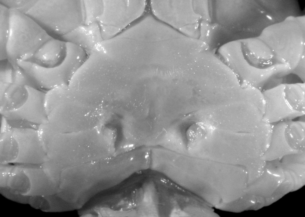 Castro P. Fig. 22. Thyraplax cristata n. sp., paratype, cl 14.9 mm, cw 19.
