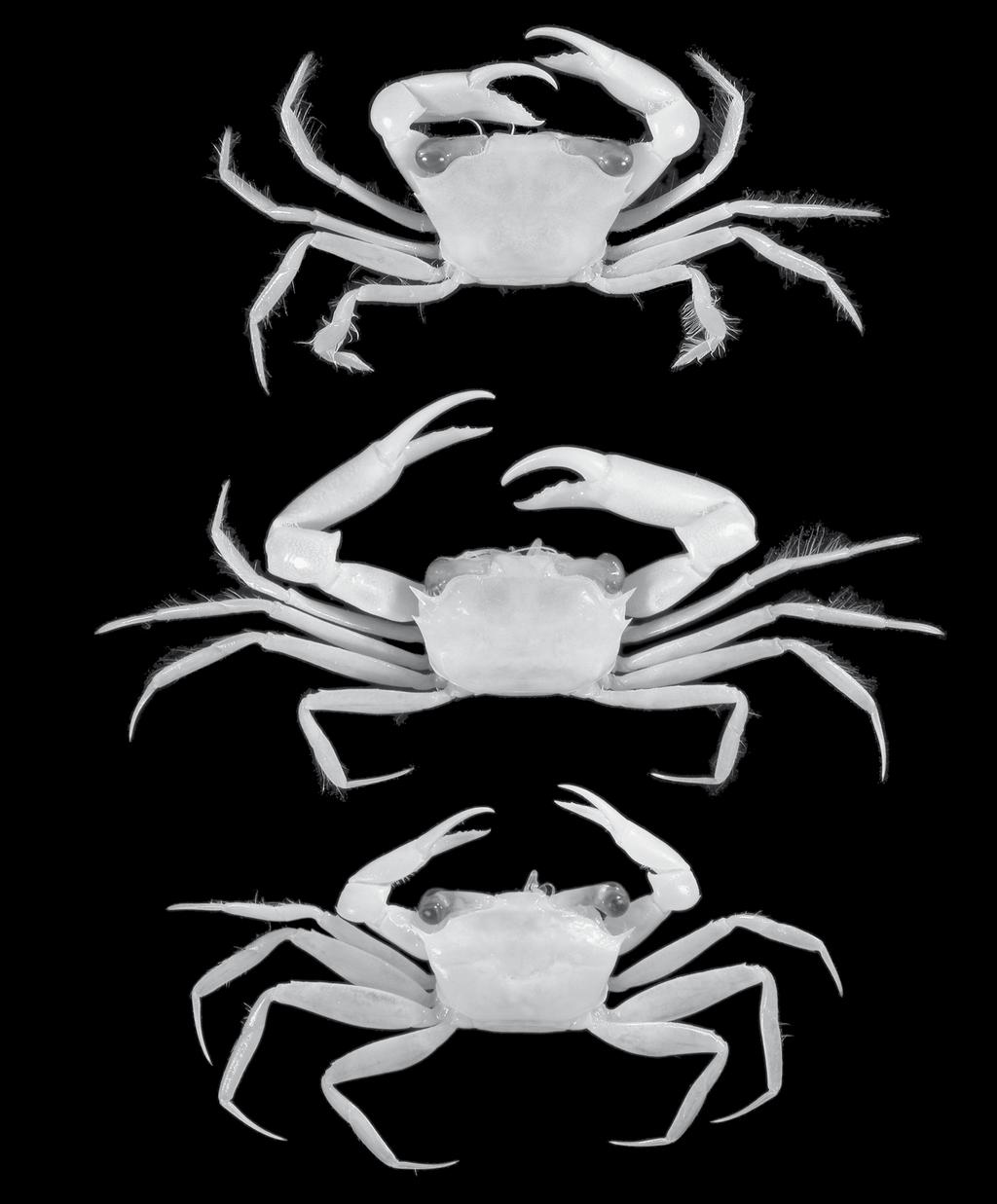 Revision of Goneplacinae (Crustacea, Brachyura) A B C Fig. 28. A, Goneplacoides marivenae (Komatsu & Takeda, 2003) n. comb.,, cl 7.6 mm, cw 11.
