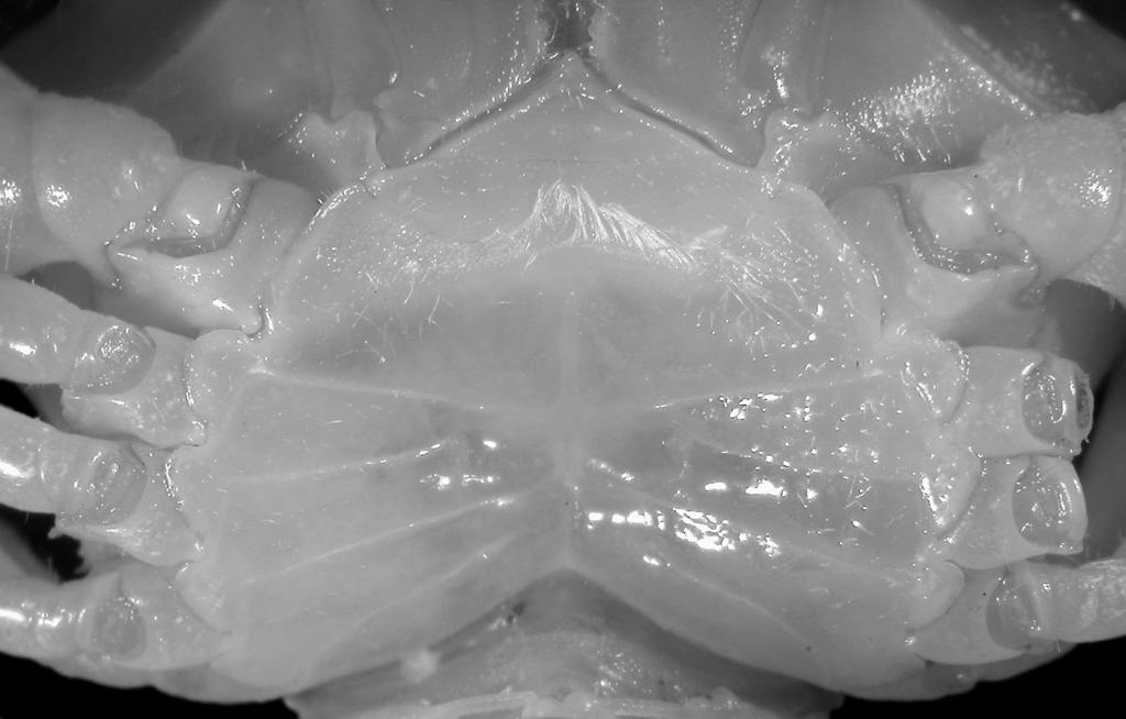 Revision of Goneplacinae (Crustacea, Brachyura) Fig. 29. Goneplacoides marivenae (Komatsu & Takeda, 2003) n. comb., ovig., cl 8.0 mm, cw 12.