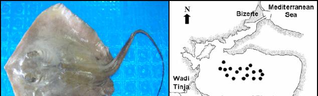 Inventory of elasmobranch species caught in the Lagoon of Bizerte (North-eastern Tunisia) 395 Algerian coast (Dieuzeide et al. 1953, Hemida pers. comm.). The species is considered abundant in Tunisian waters (Capapé 1976, Bradaï et al.