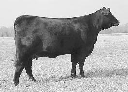 29 MC MARTINI 384S 3-IN-1 FROM MILL CREEK LAND & CATTLE R10068430 Born: 9/27/06 PHN: 384S Gen: 5 Scurs: P CCR INTEGRITY F386F2 CCR INTEGRITY 4362B CCR INTEGRITY 102L7 R658601 CCR MISS POCO DAMA 386C2