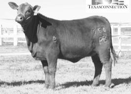 31 OPEN HEIFER FROM OB RANCH/TEXAS CONNECTION MS PB 314U OF TARGET 980/08 RR10127363 Born: 5/4/08 PHN: 980/08 Gen: 3 Scurs: P WB TARGET 804D32 WB MR 500-851A33 CENTER MR TARGET 314/S22 R613376 WB MS