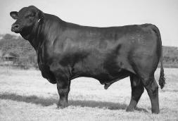 826U6 is the kind of female that is certain to make an excellent cow.