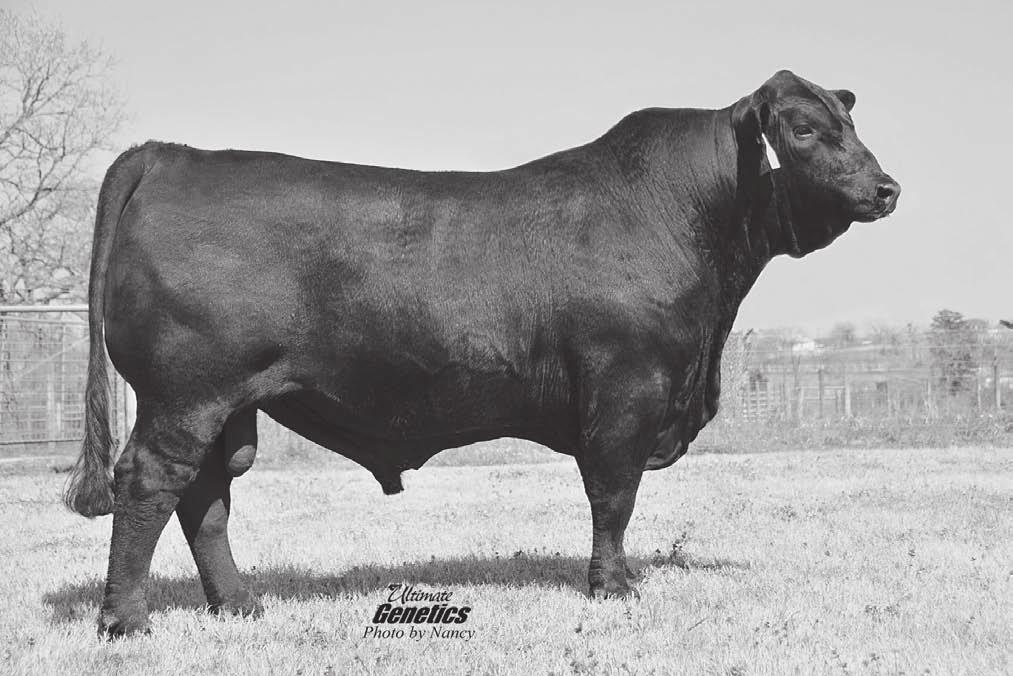 Pasture exposed to R10046839, SUTTON OF BRINKS 99R104 from 5/18/11 to 8/18/11. This cow is Chelsie s. She was Champion at Oklahoma Youth Expo in 2006. She is a super easy keeper with lots of power.
