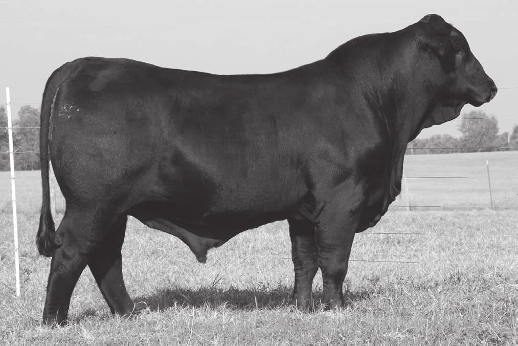 30 0.1.27.19.012 70 555 Calving/Breeding Info: Pasture exposed to R10030508, PR SWAGGER 99S from 6/13/11 to 7/24/11 and R10144278, PR Dark Knight 83W from 7/24/11 to 10/1/11.