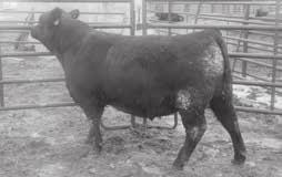 0 +63 +37 +118 +0.32 +0.74 +0.83-0.000 72.75 177.65 Another knockout bull out of a first calf heifer. This bull has not skipped a beat at the feedlot. At is peak he was averaging over 4.