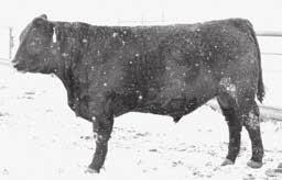 S A F STRATEGY 9015 DTC QUALITY 801 MAR MISS QUALITY 6048 Rockin L Rancher F09 Rockin L 19351501 calved: 01/20/18 PA POWER TOOL 9108 PINE VIEW SQR RITA W091 CONNEALY RIGHT ANSWER 746 SF FOREVER LADY