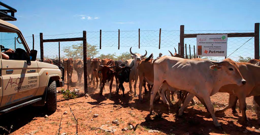 Kraal Construction for 350 heads of cattle