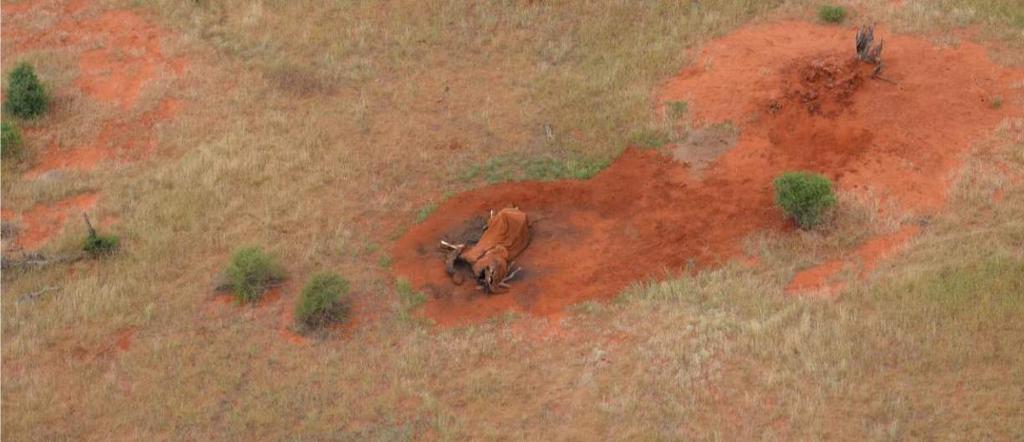 JANUARY 2014 MONTHLY AERIAL ROUTES The rains eased off by mid-month across Tsavo East and West National Parks and sadly a large number of elephant