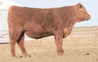 We strive to produce bulls and females that will benefi t both the commercial and seedstock breeders alike.