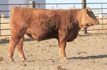 HIGH YIELD 1802C MS NEO-SHO 2131 C302 MCGEE MINI 704 GLACIER CHATEAU 744 MER MCGEE MS JOSIE 220 MER 315 This bull is another good Sakic son.