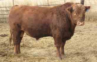 DAY RED BELL R233 BELMORAL REBECCA 39 00 Lot 42 is another bull recommended for use on heifers. This Rambo 4145 son has a CED of 11, which is in the top 7% of the breed.