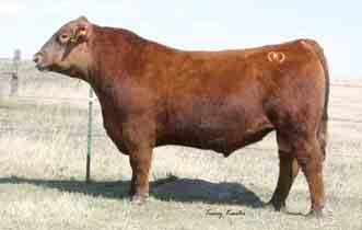Spur M Red Angus REGISTERED OPEN HEIFERS 48 SPR MISS YIELD SIGN 1006 #1456034 2/21/11 60 479 1A 100% 1006 DM 2 96-1.9 27 61 16 30 15 0.26 0.21-0.