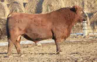 REGISTERED OPEN HEIFERS Spur M Red Angus 54 SPR MISS PACKER 1032 (OSF) #1456018 3/19/11 87 578 1A 100% 1032 DM 4 100.9 1.8 46 84 13 36 10 0.18 0.20 0.